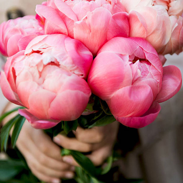 PINK PEONY PETAL